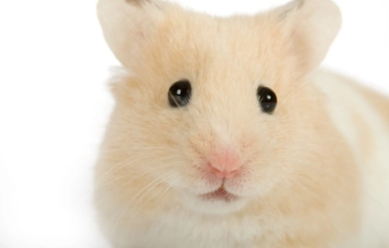 Feriepasning hamster pr påbegyndt uge